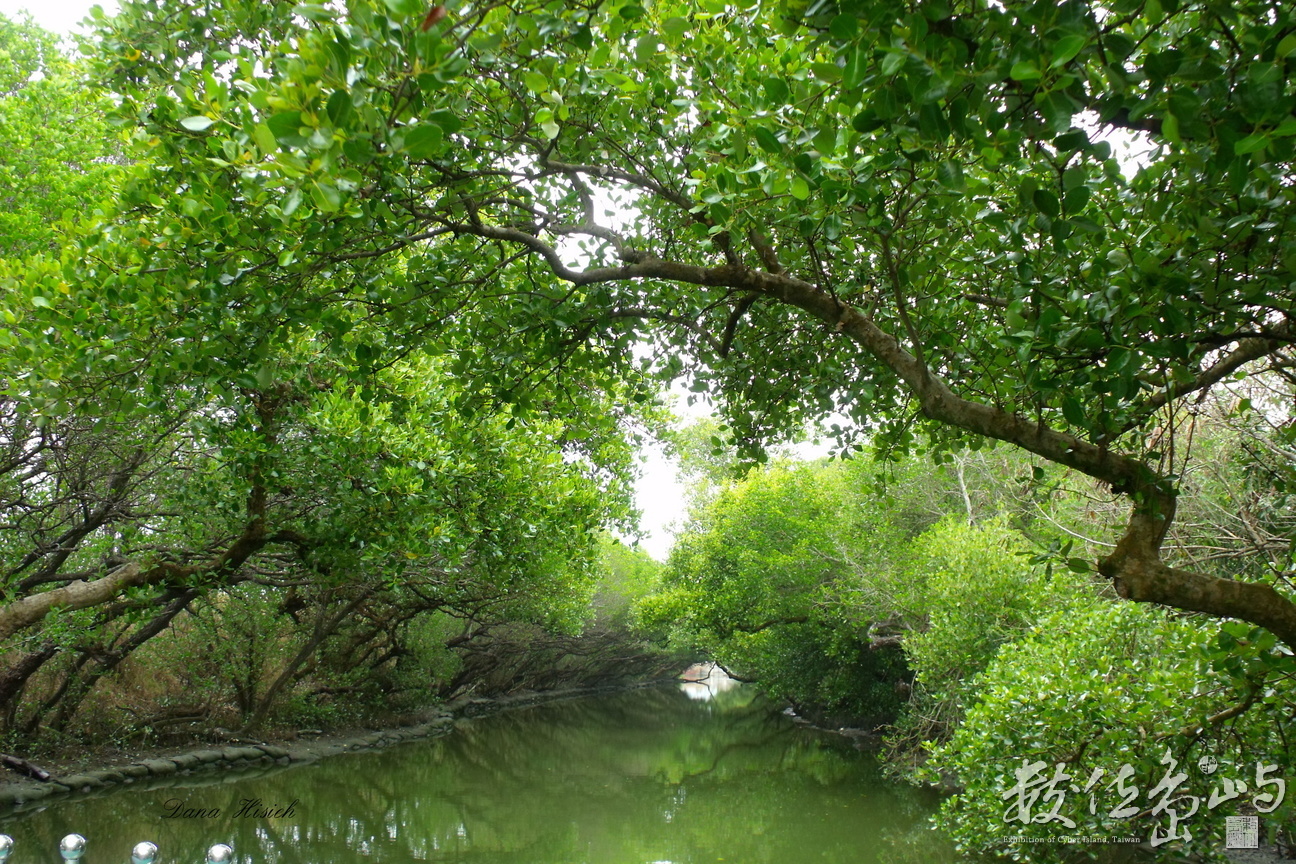 四草湖的綠色隧道