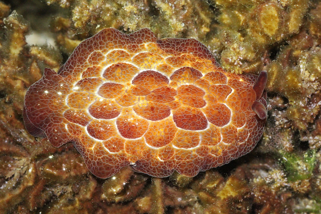 福斯卡側鰓海蛞蝓