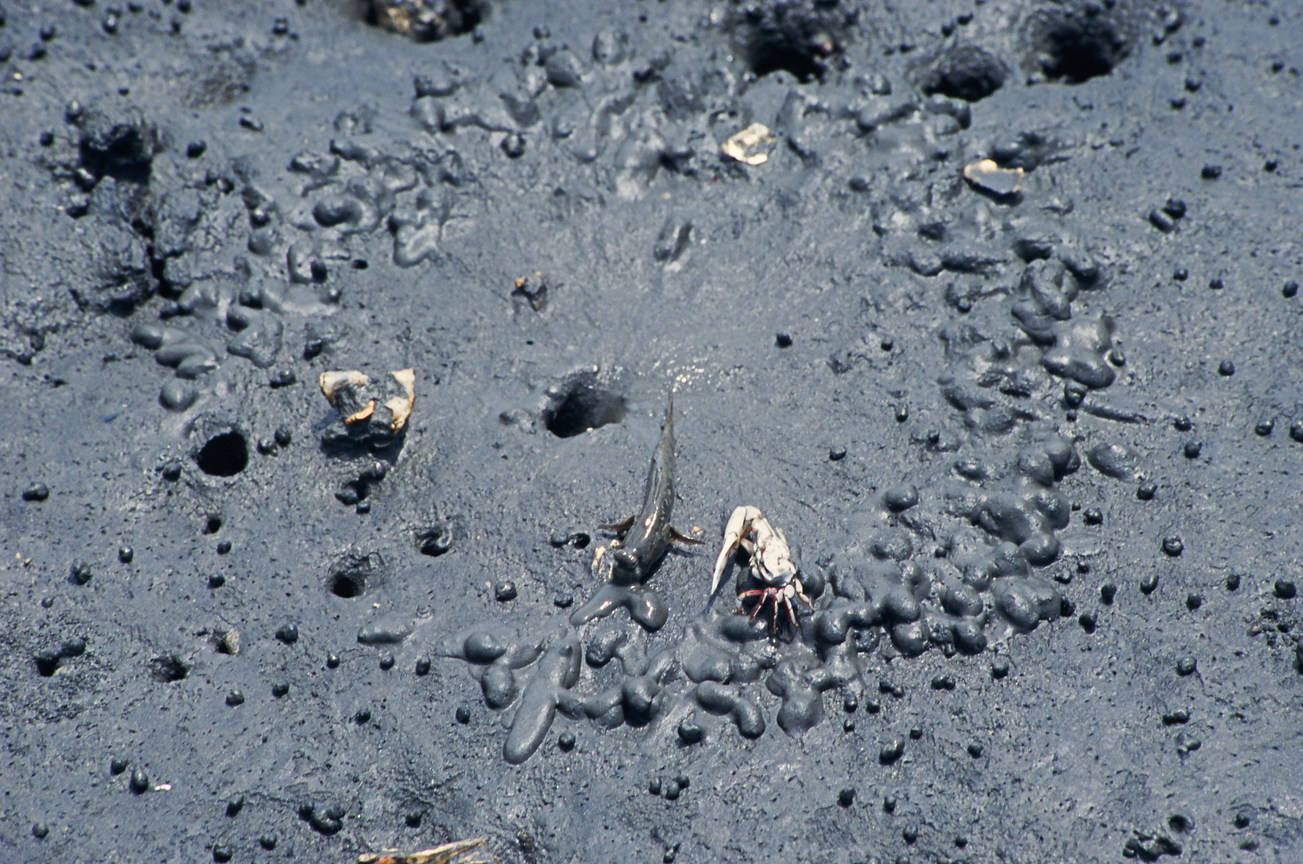 彈塗魚與招潮蟹的對話