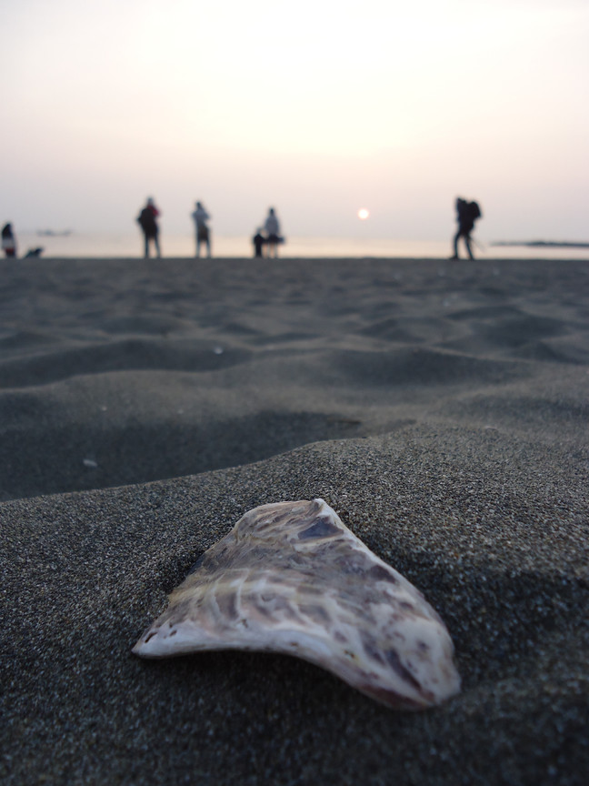 產業與人文組_呂庭妤_02_貝殼