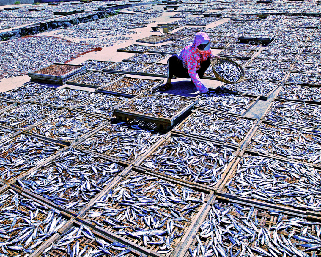 產業與人文組_03_林碧貴_曬魚乾
