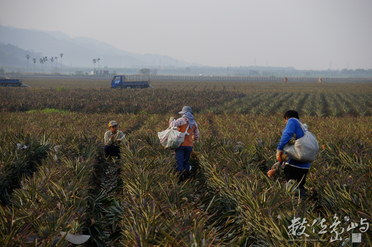屏東縣萬巒鄉--採鳳梨