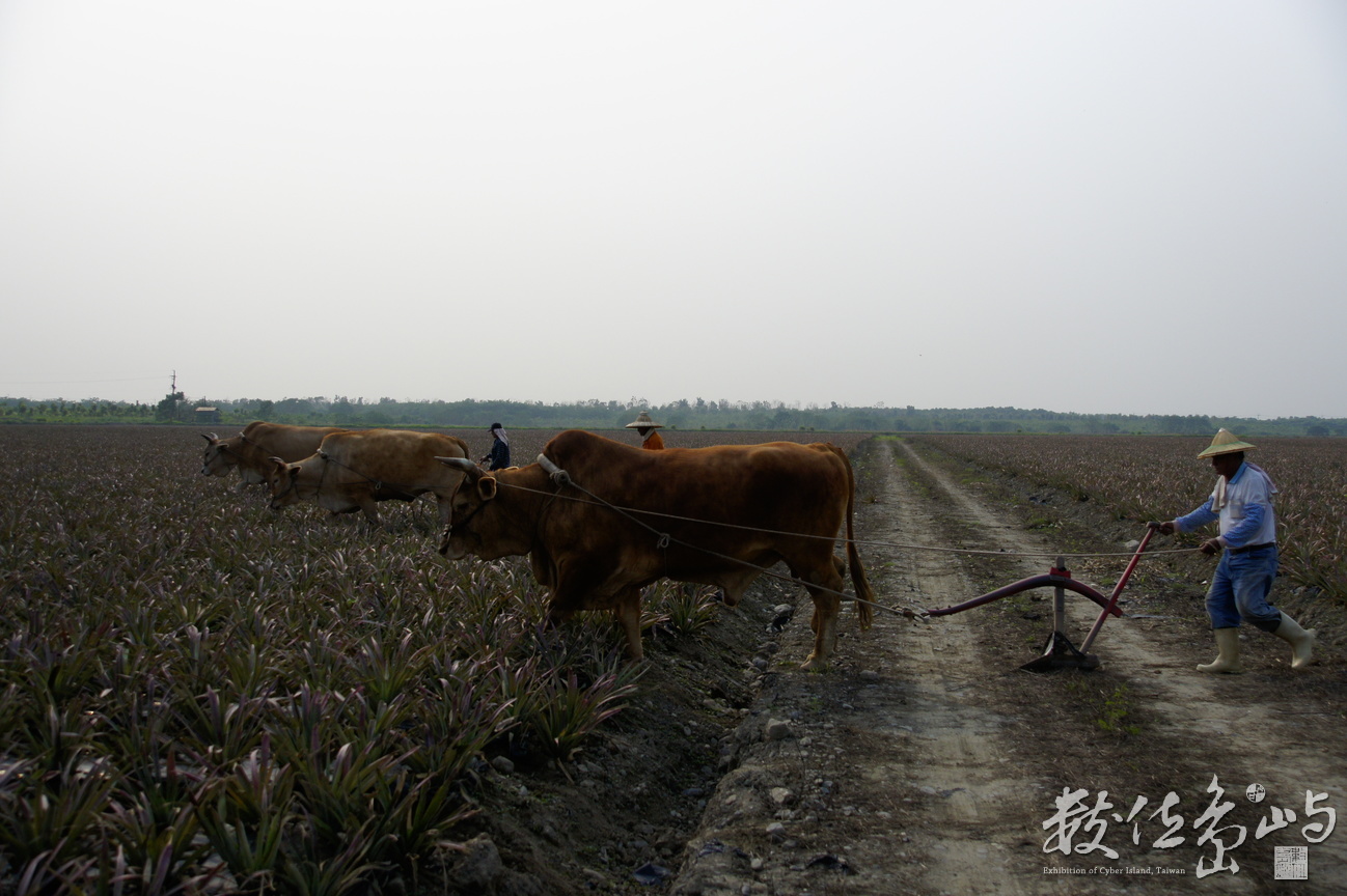 屏東縣萬巒鄉--牛耕鳳梨田