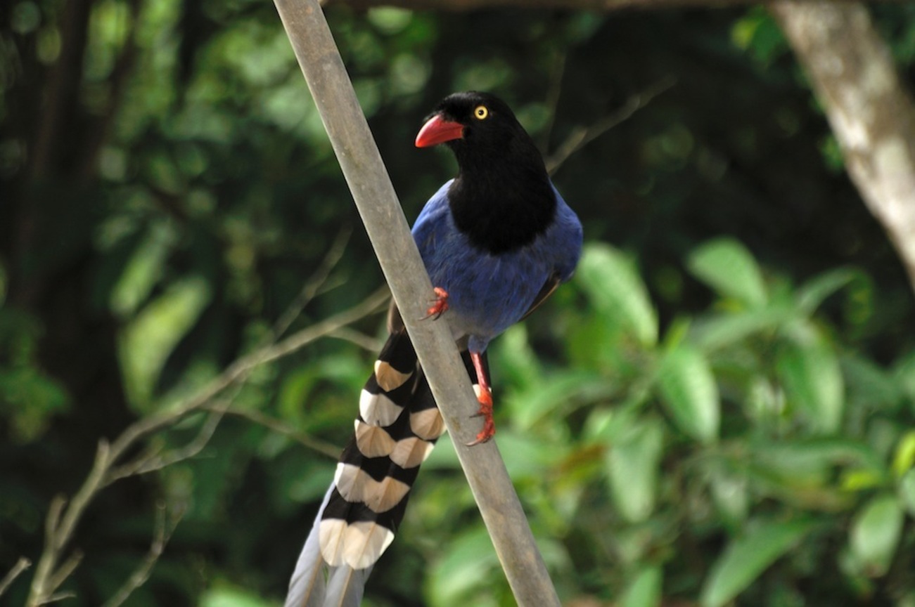 宜蘭縣員山鄉－臺灣藍鵲