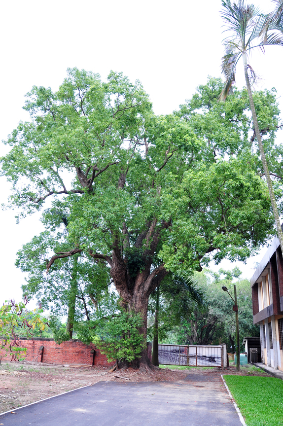 台南市善化區－善化糖廠