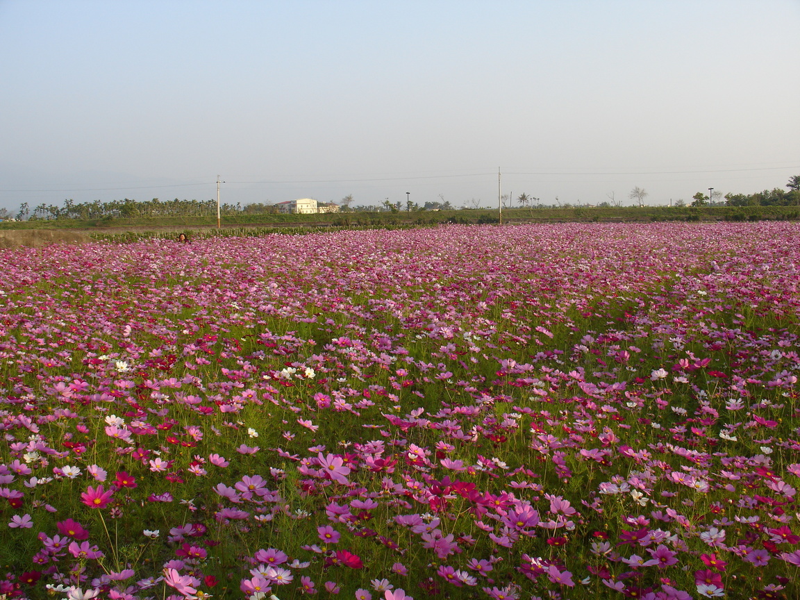 美濃花海