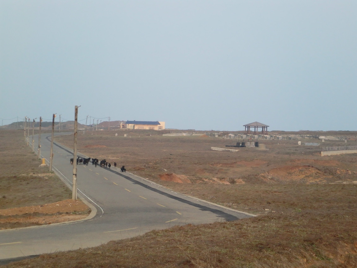 澎湖縣七美鄉-羊群