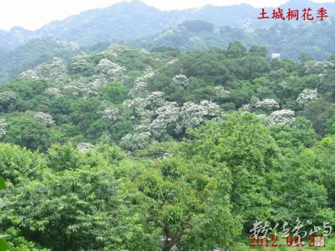 2012土城桐花季