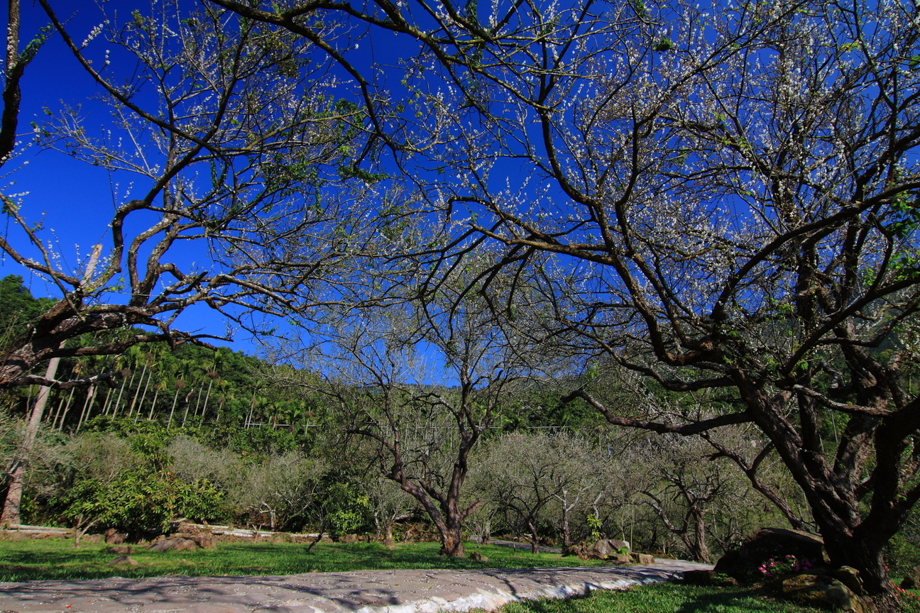 梅嶺 梅林 梅花