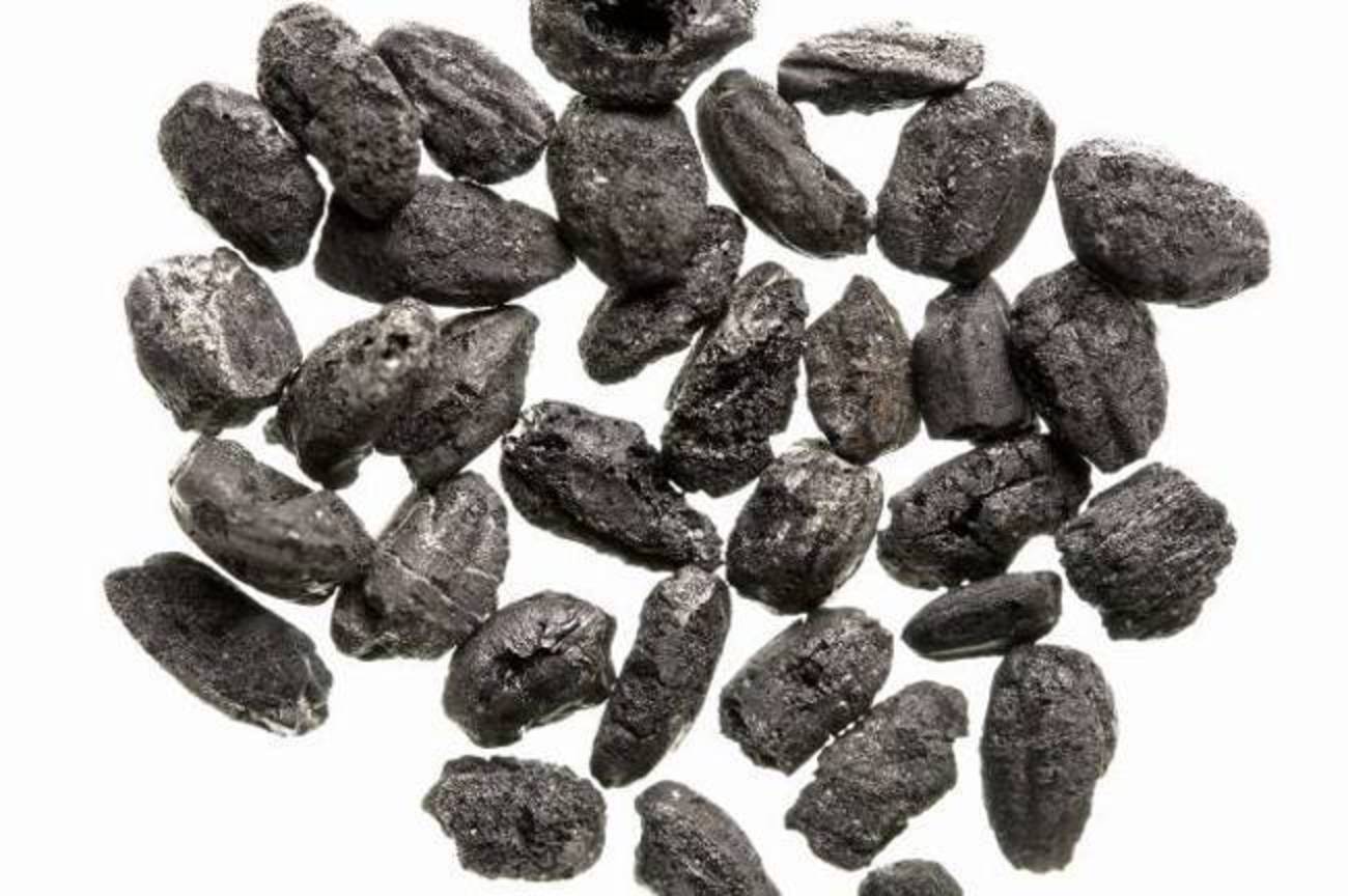 南關里東遺址出土大坌坑文化稻米