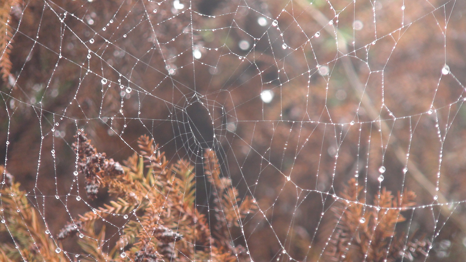 珍蛛網