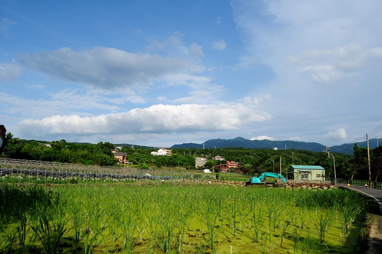 新北市三芝區－茭白筍田