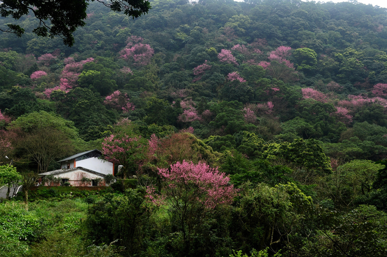 新北市三芝區--櫻花谷
