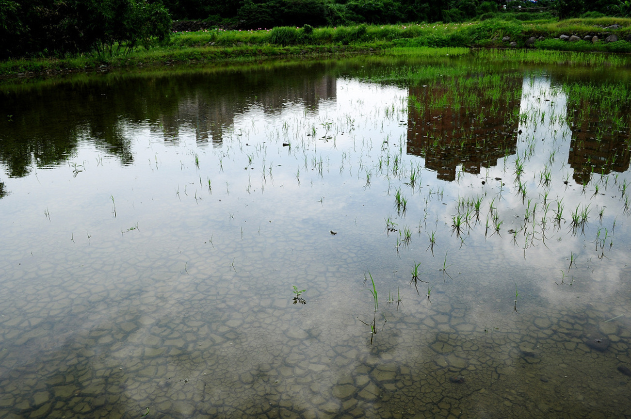 新北市三芝區--水田