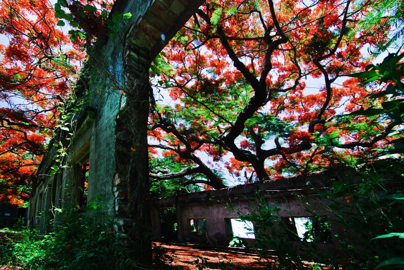 高雄市湖內區－廢墟鳯凰花