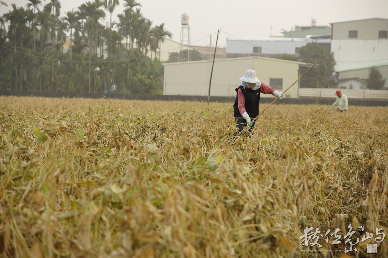 屏東縣萬丹鄉---紅豆田