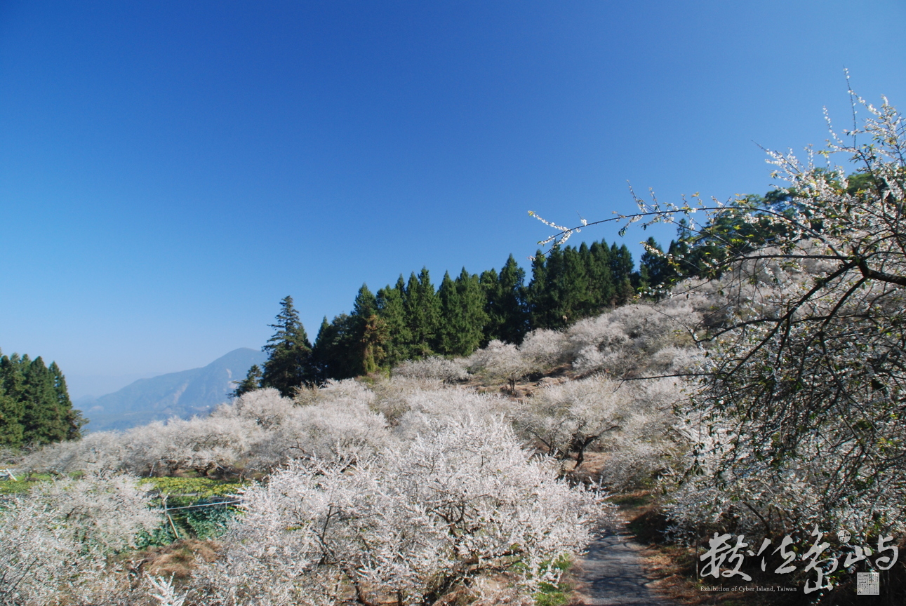 南投縣信義鄉-烏松崙梅花