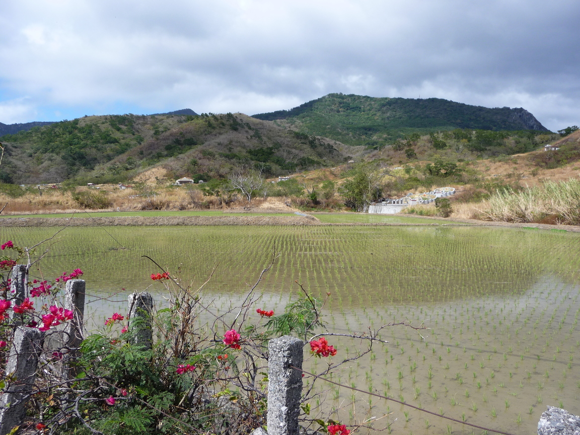 屏東縣牡丹鄉—艷陽下的水稻田
