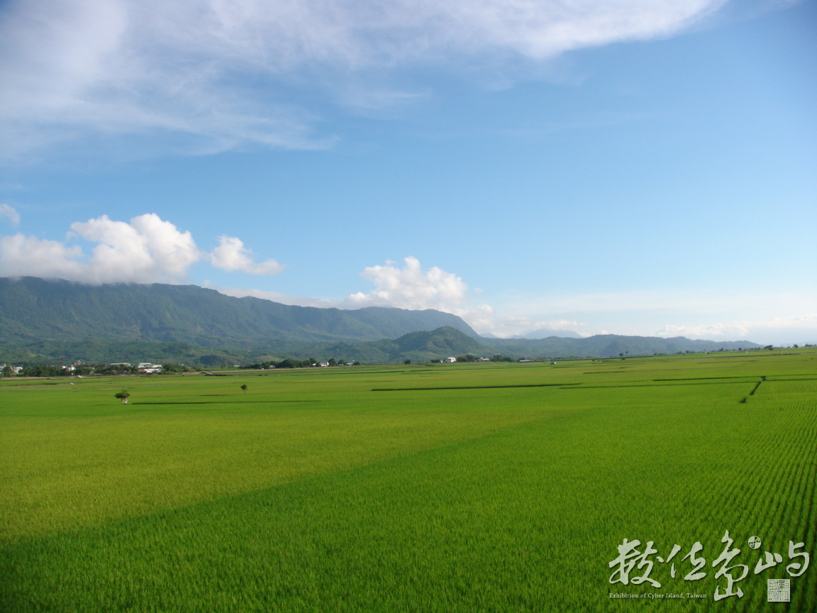 台東縣池上鄉---翠綠稻田