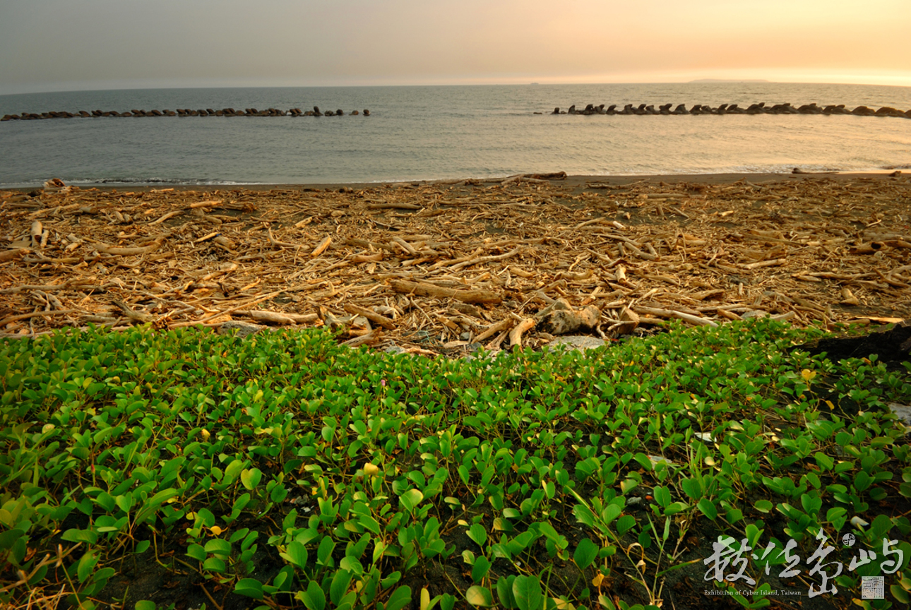 地景與生態組_賴昭旭_04_漂流木