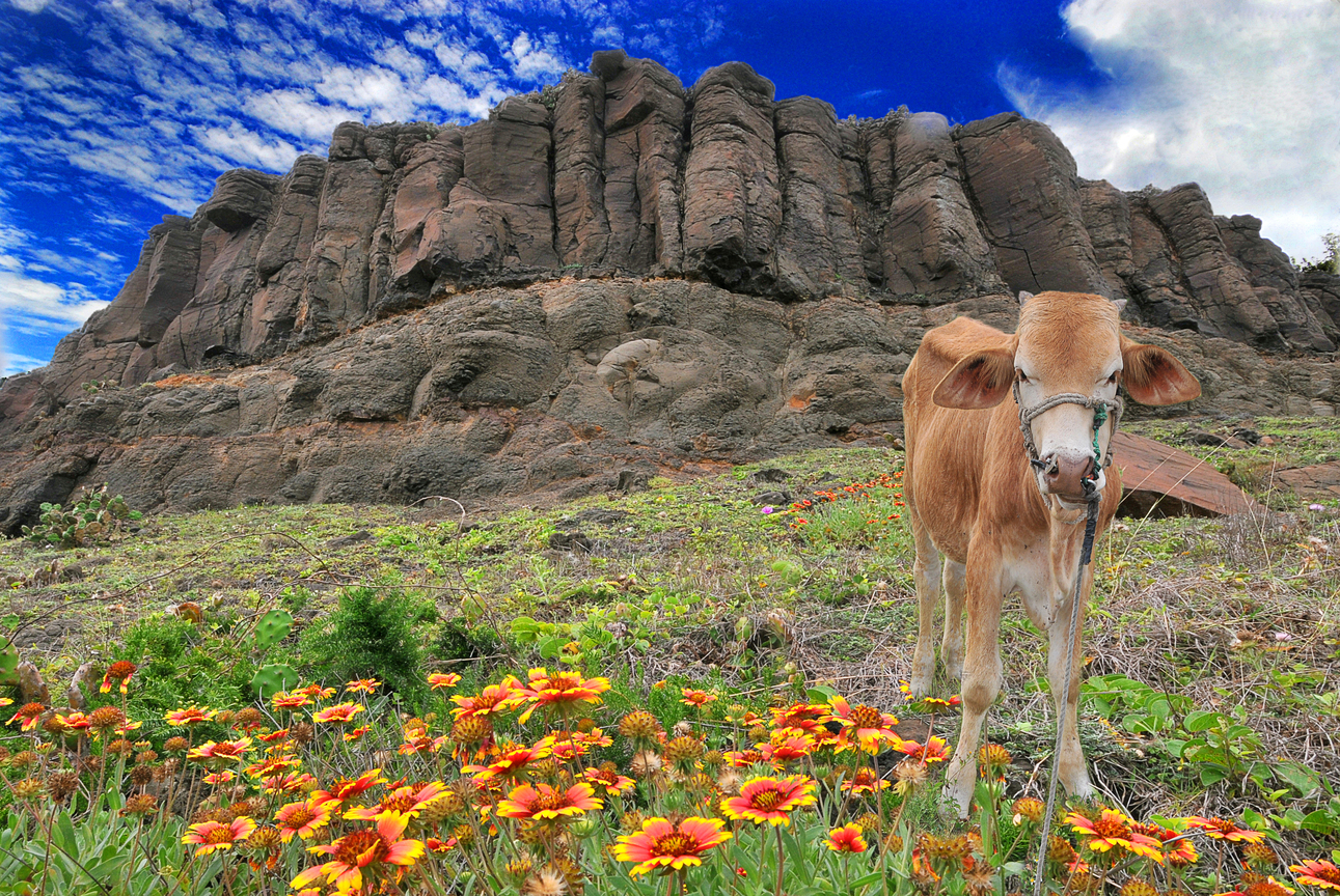 玄武岩與小黃牛