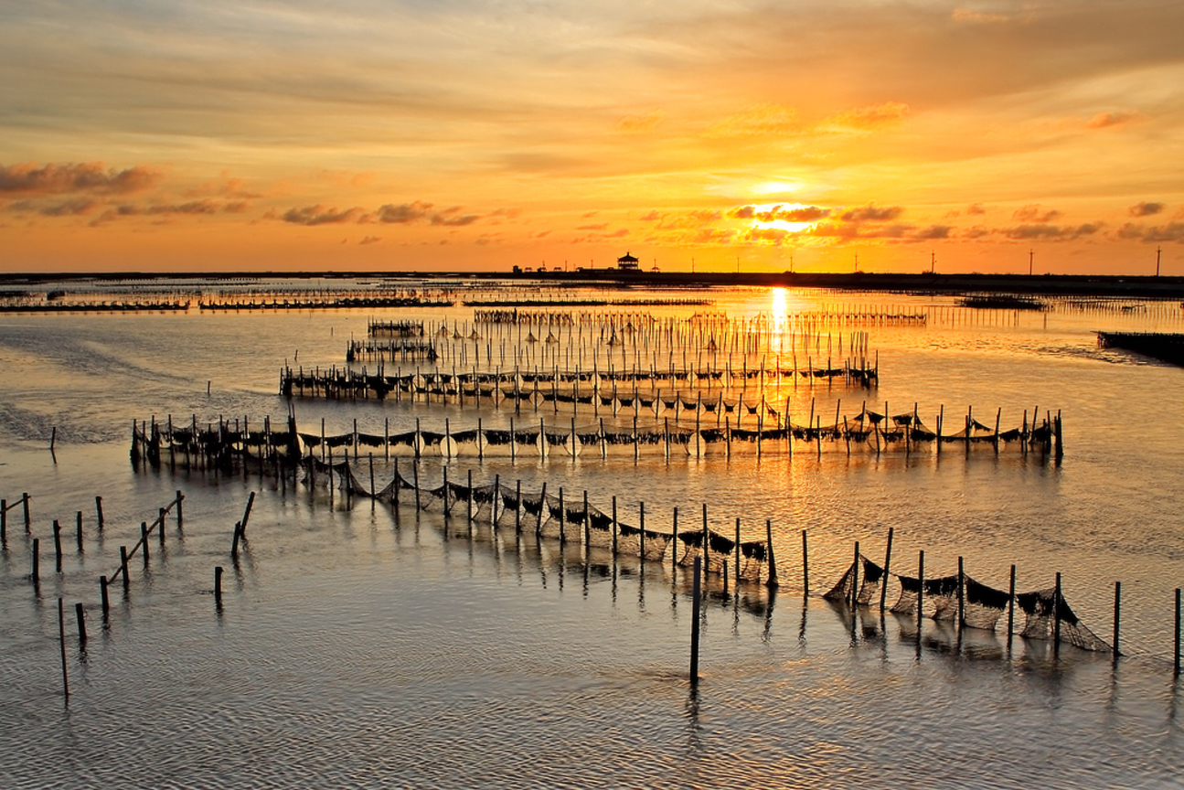 地景與生態組_朱智青_04_夕照Z字蚵