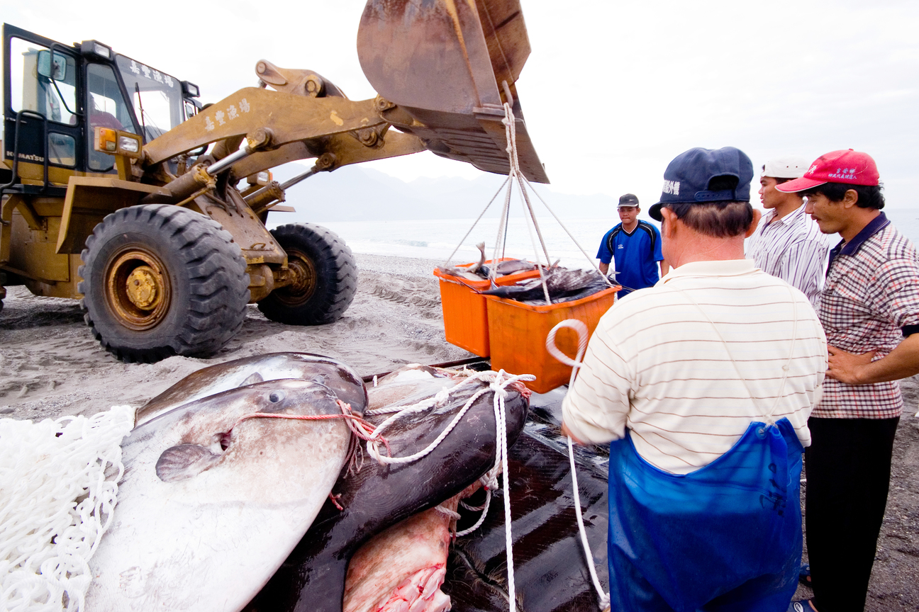 產業與人文組_楊光華_03_接駁漁獲
