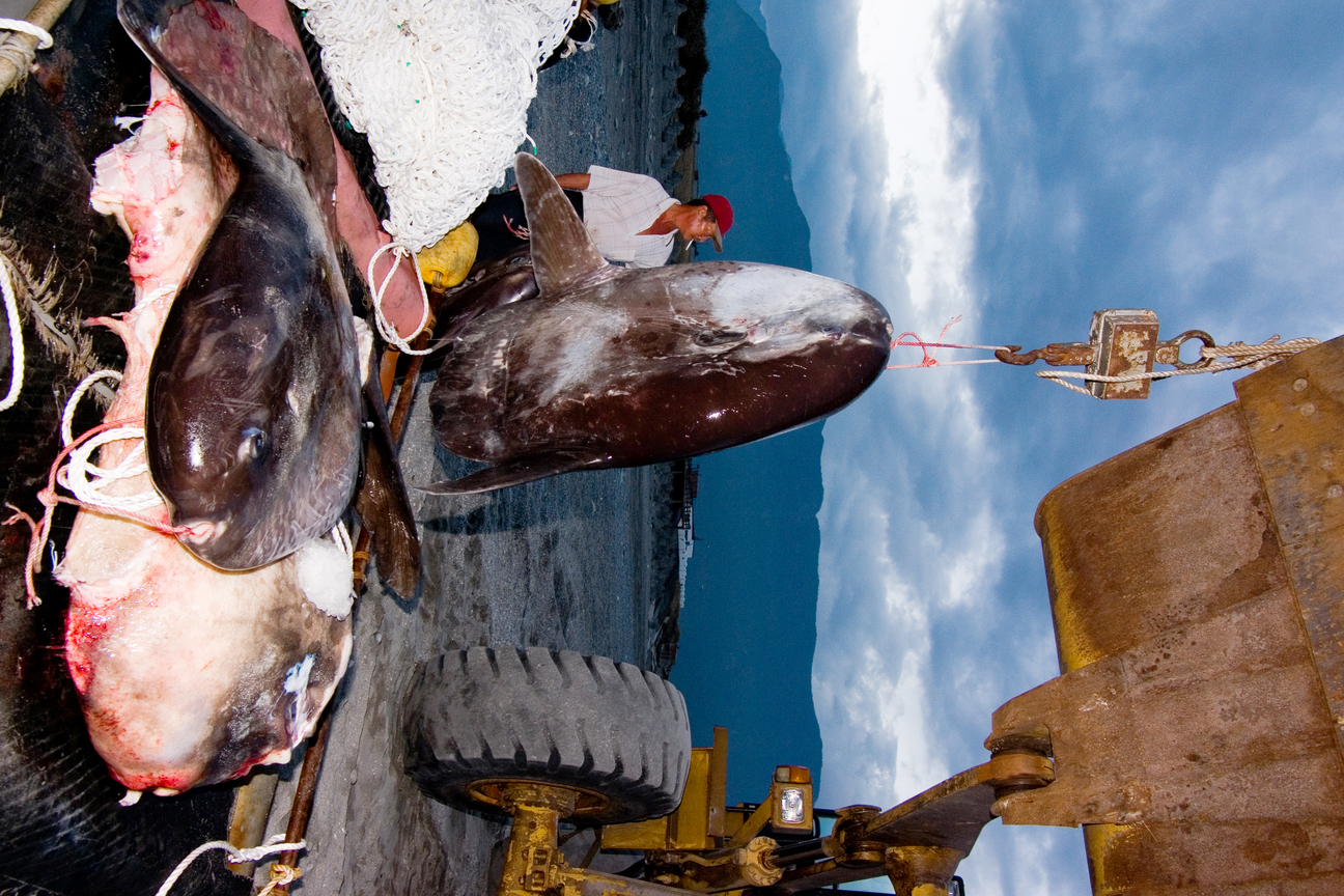 產業與人文組_楊光華_04_曼波過磅