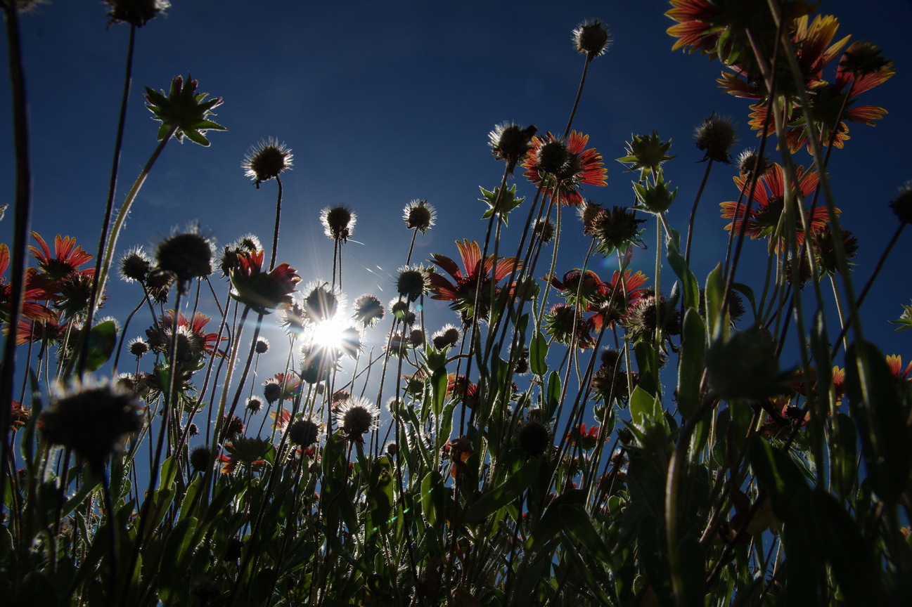 澎湖縣花天人菊