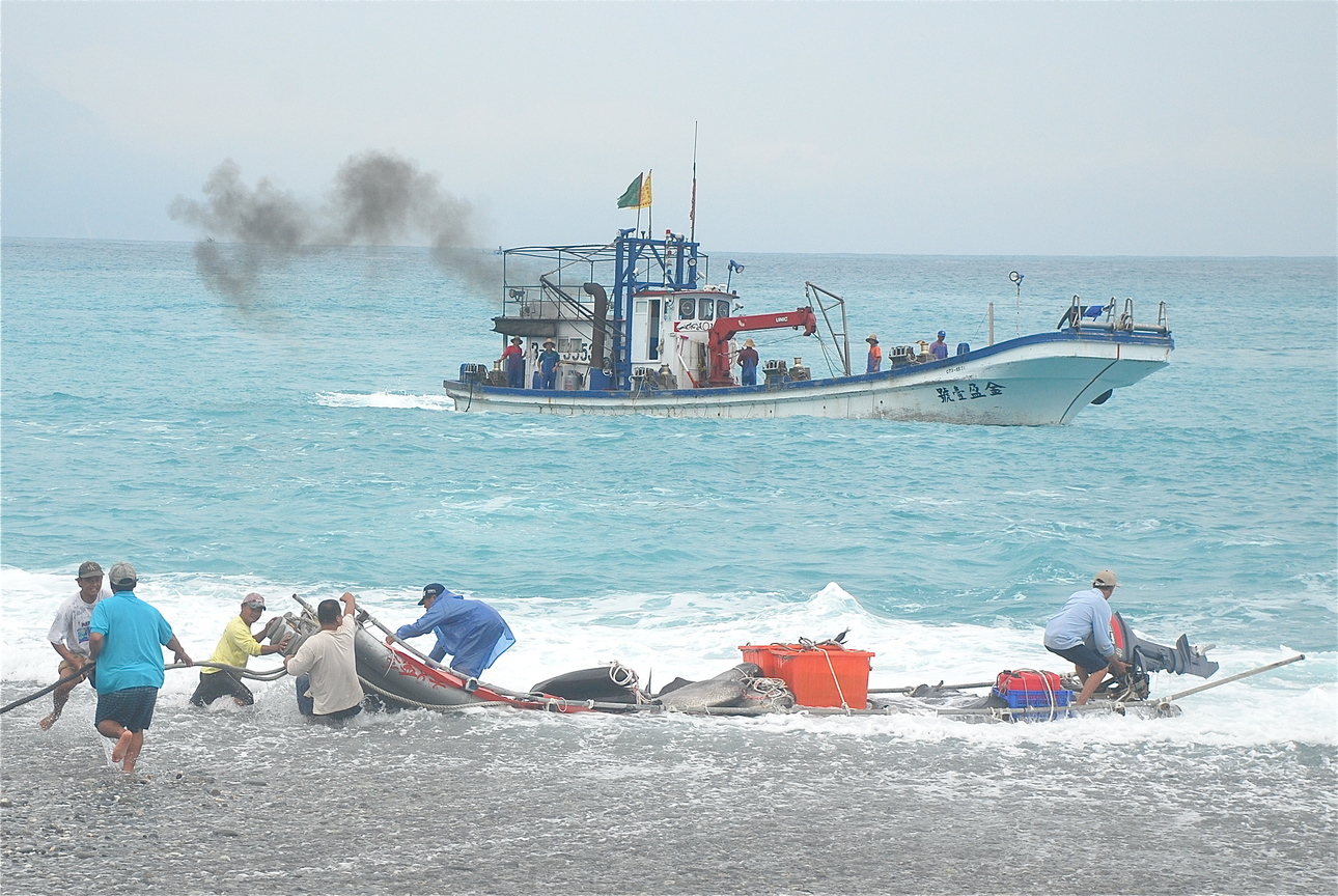 產業與人文組_曾雅欣_02_曼波魚搶灘