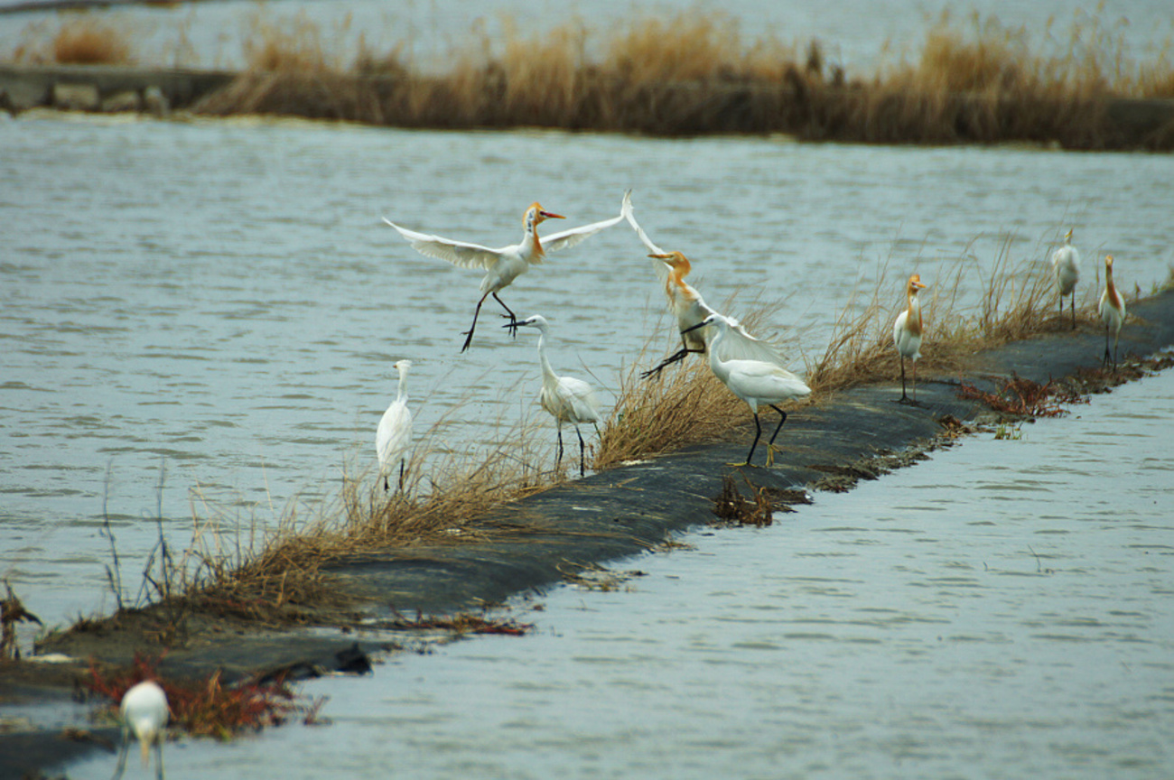 台南市西港區-黃頭鷺