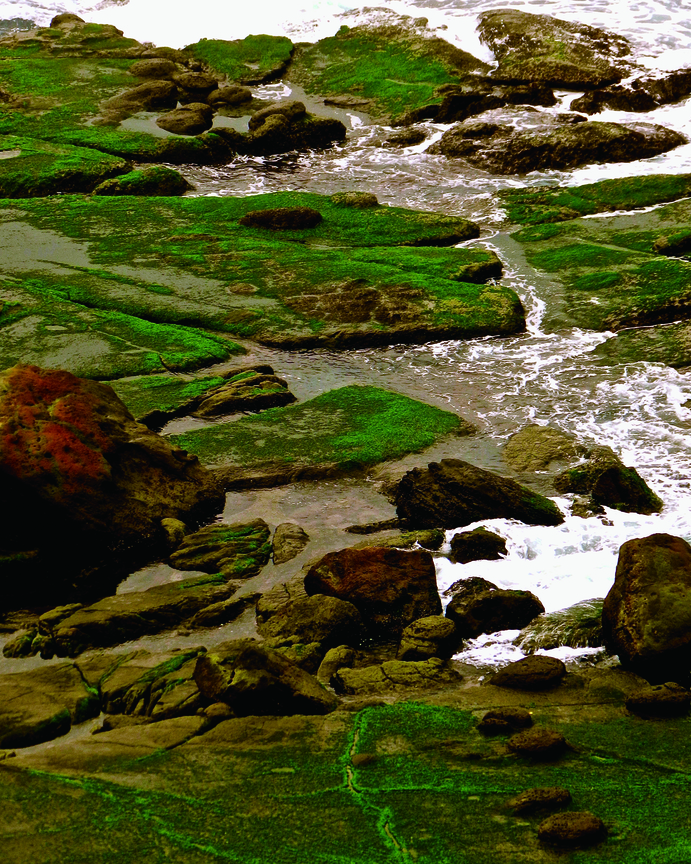 地景與生態組_賴譜光_03_孕育