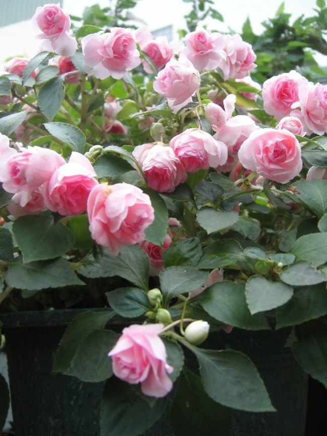 安平延平老街巷內