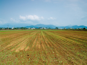 田野風光