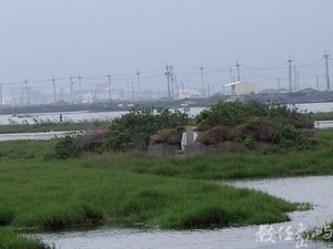 雲林縣口湖鄉－水中墓