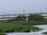 雲林縣口湖鄉－水中墓