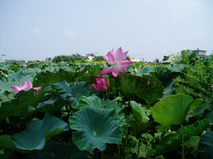 再現美麗島2007年數位�