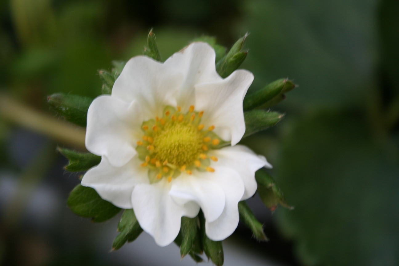 大湖草莓花