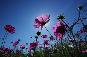 再現美麗島2007年數位島嶼攝影比賽