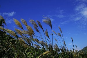 再現美麗島2007年數位�