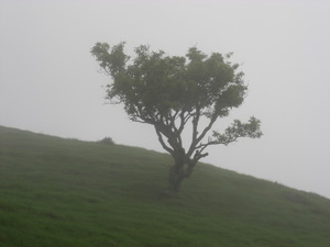 再現美麗島2007年數位�