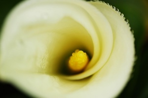 再現美麗島2007年數位島嶼攝影比賽