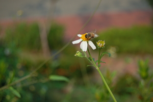 花＆蜜蜂