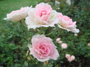 再現美麗島2007年數位�