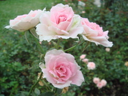 再現美麗島2007年數位�