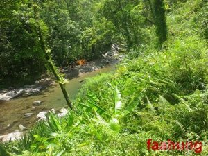 2014.08.24.坪林.金瓜寮溪.觀魚賞蕨步道 