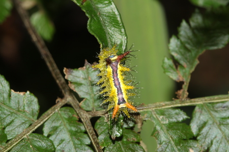 07~烘爐地的蛾~五月