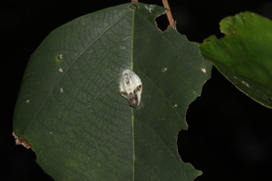 小黑刺蛾20140524