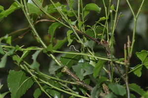 燈稱花上 20140524