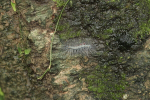 閃光苔蛾20140524